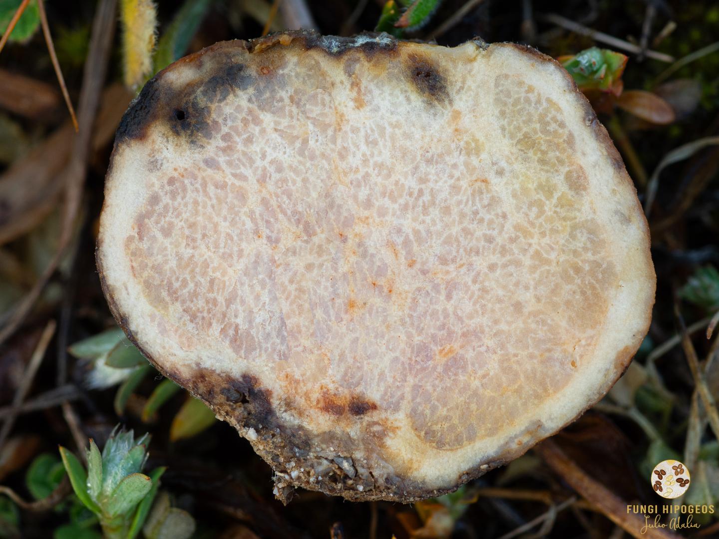 Imagen de portada 815