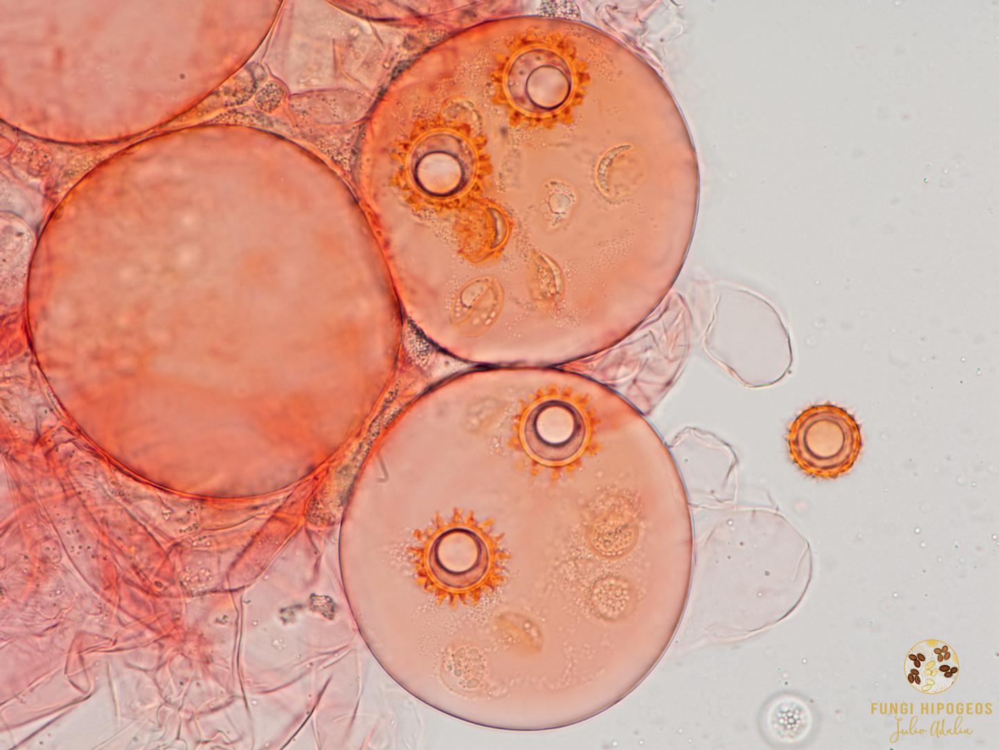 Imagen de portada 817