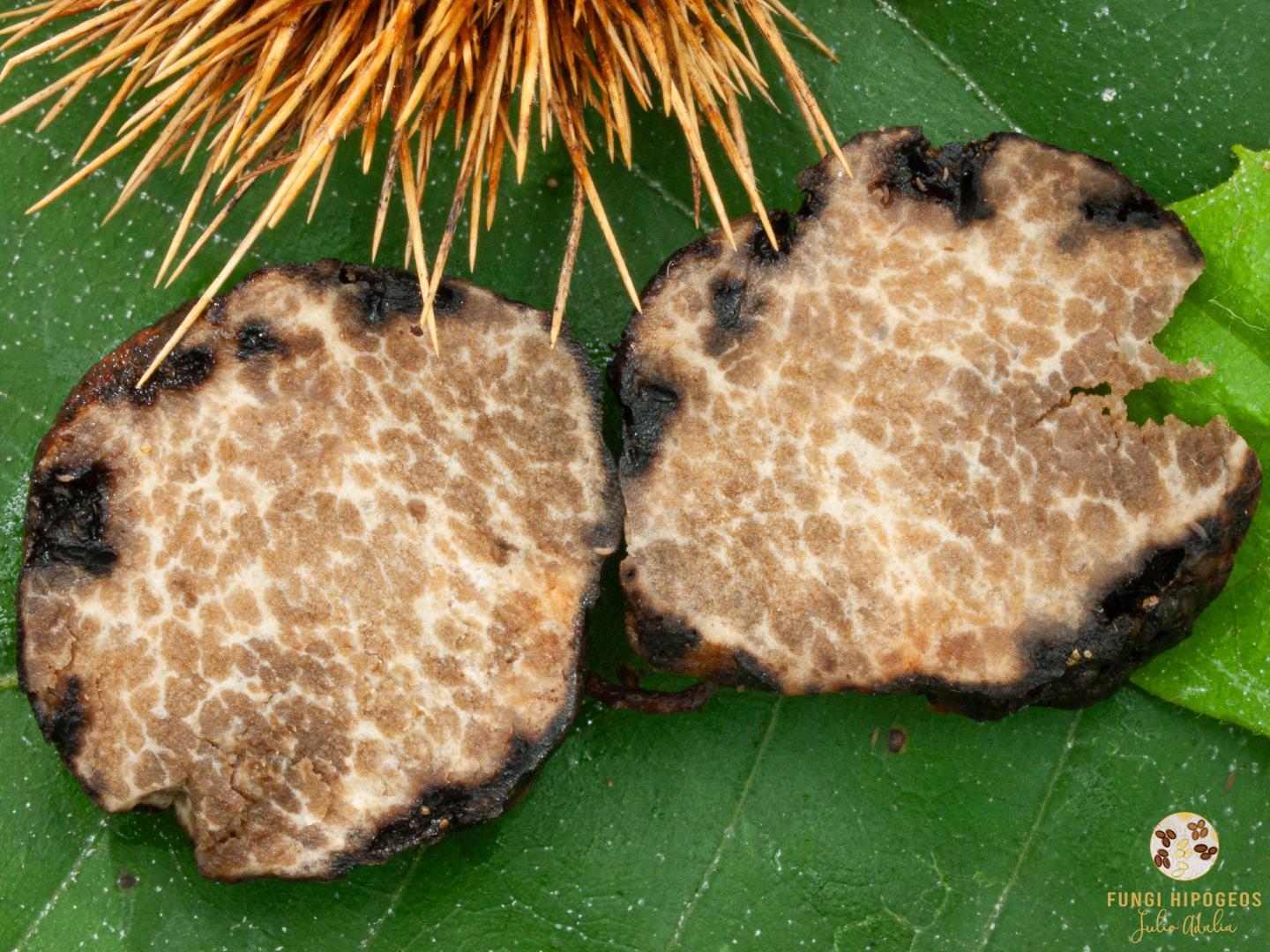 Imagen de portada 822