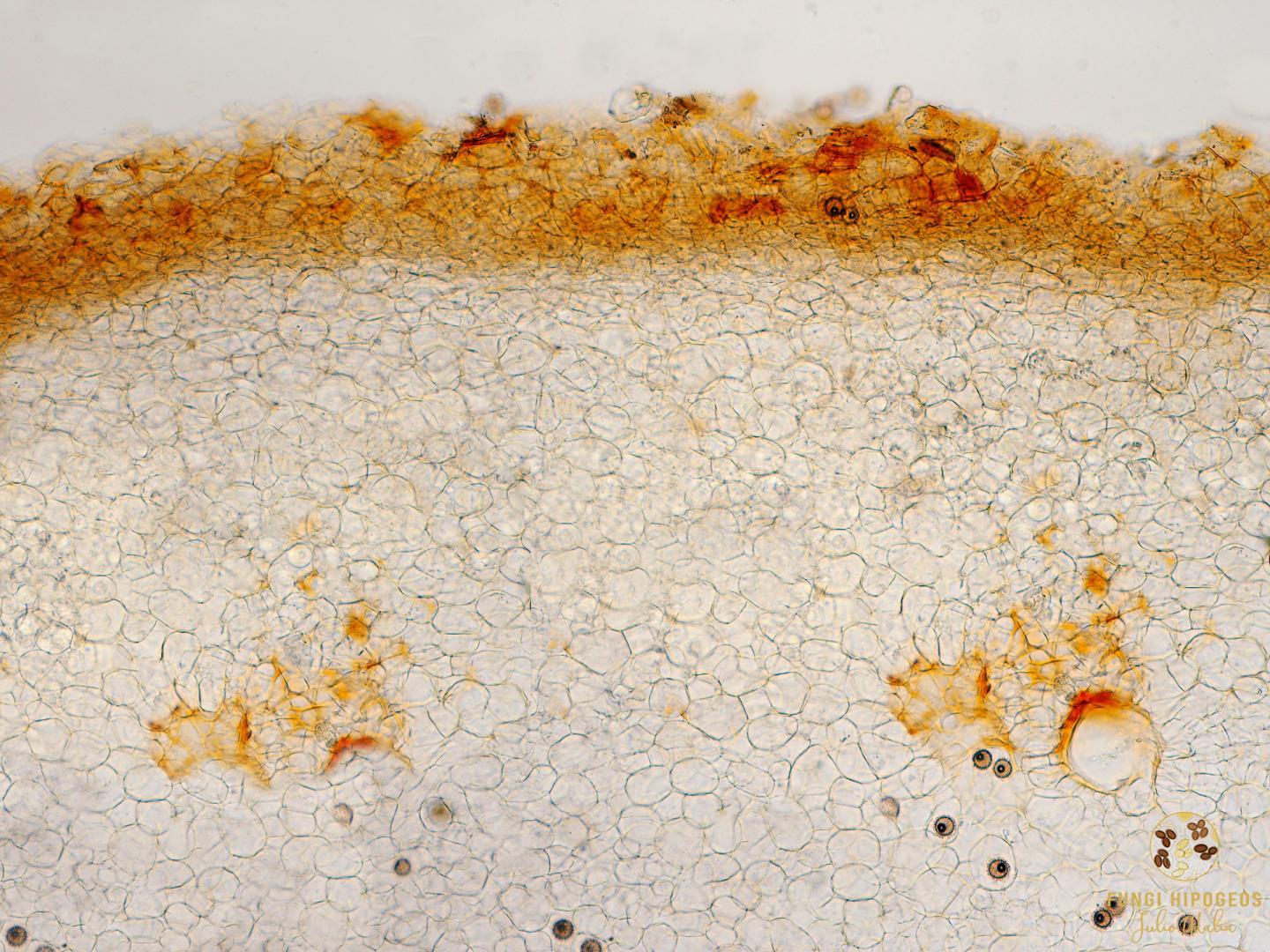 Imagen de portada 824