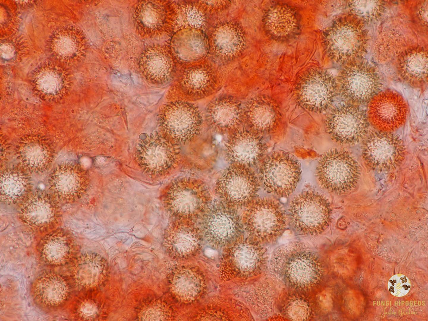 Imagen de portada 825