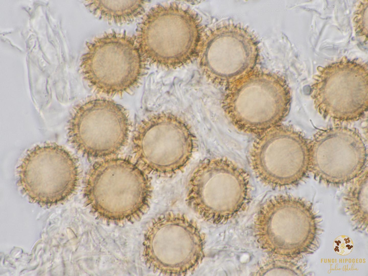 Imagen de portada 826