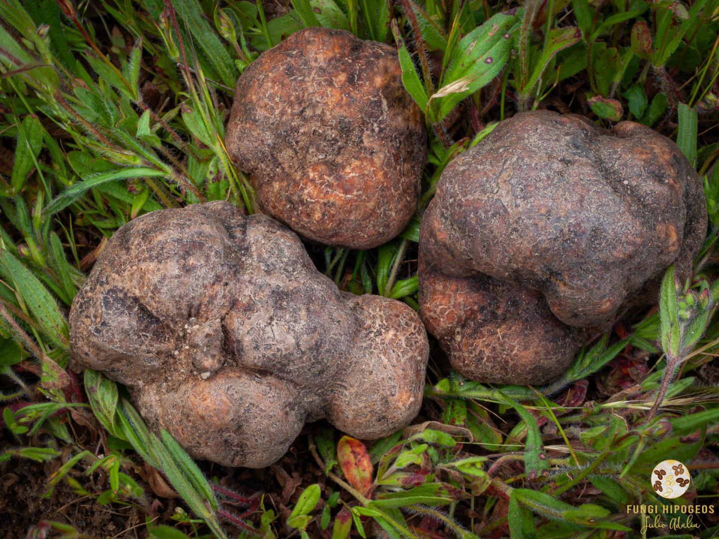 Imagen de portada 829