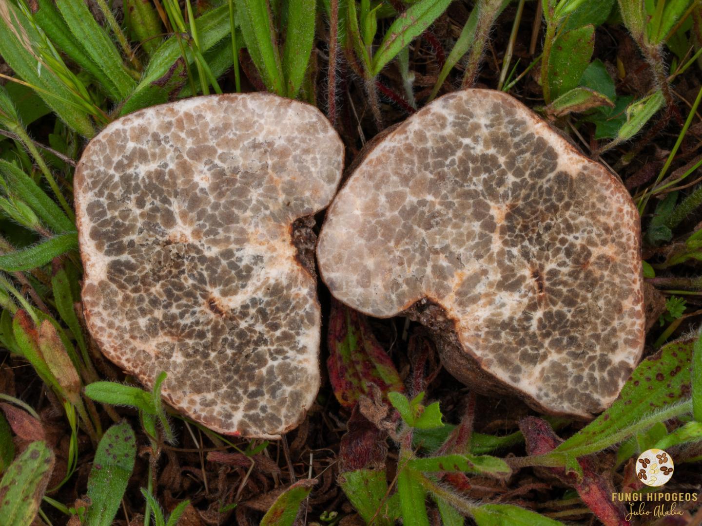 Imagen de portada 831