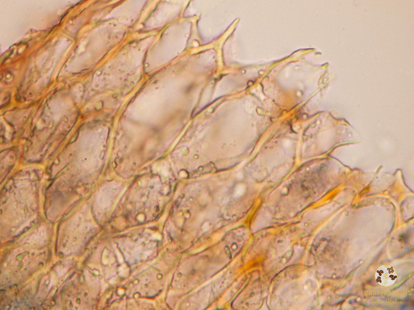 Imagen de portada 832