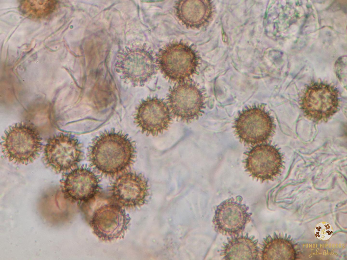 Imagen de portada 833