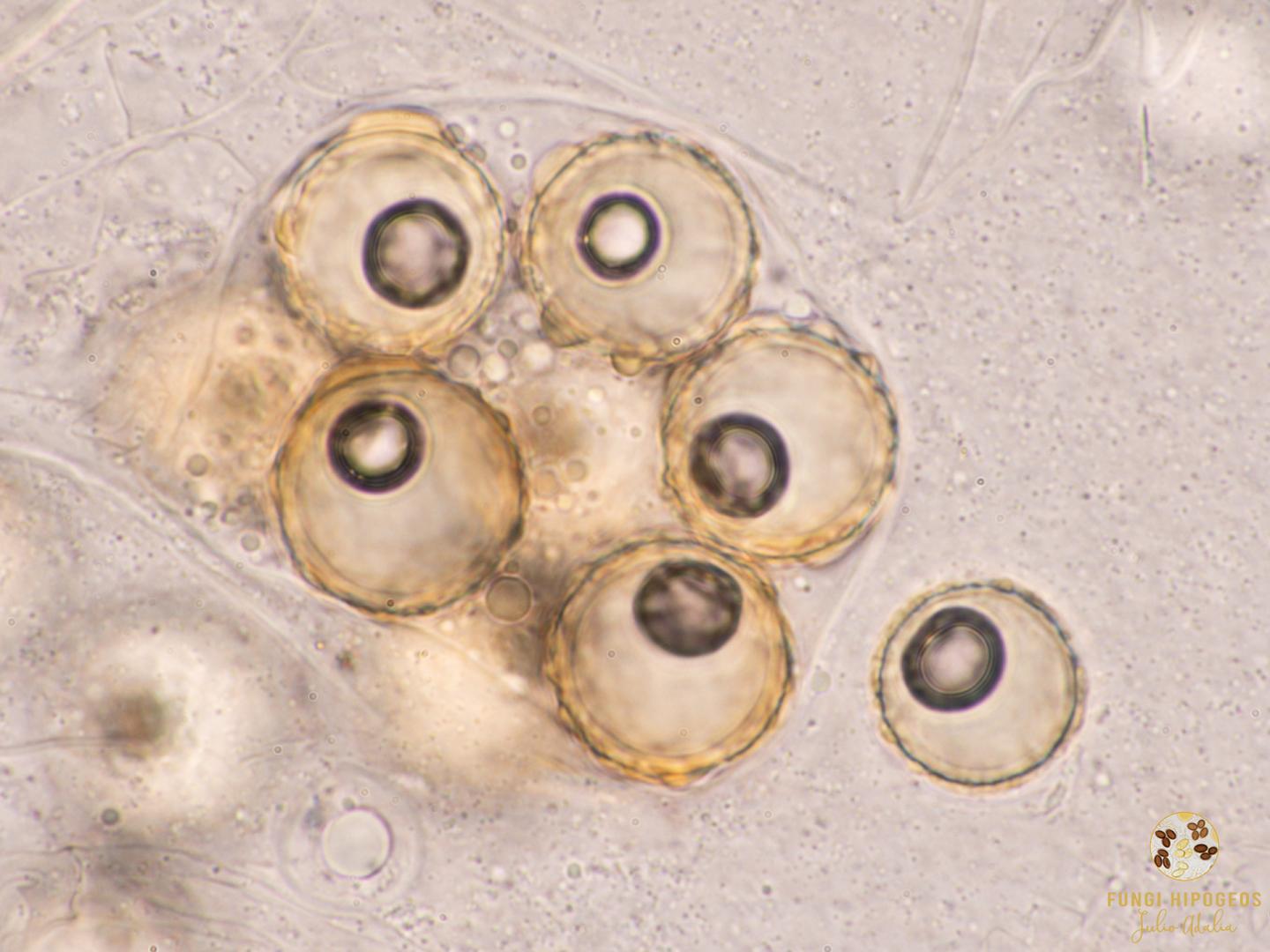 Imagen de portada 841