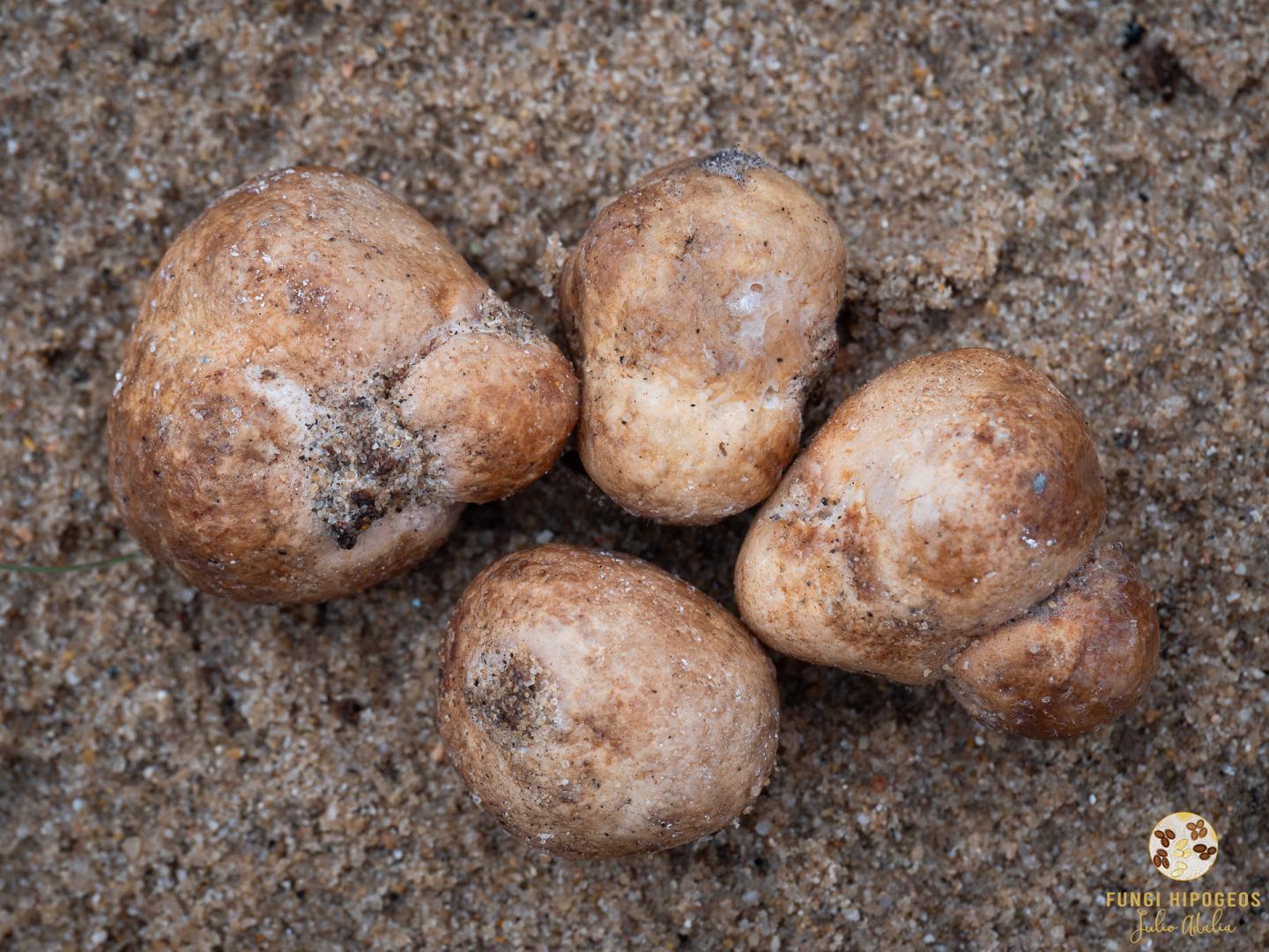 Imagen de portada 845