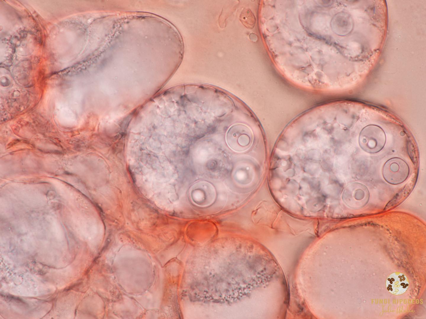 Imagen de portada 849