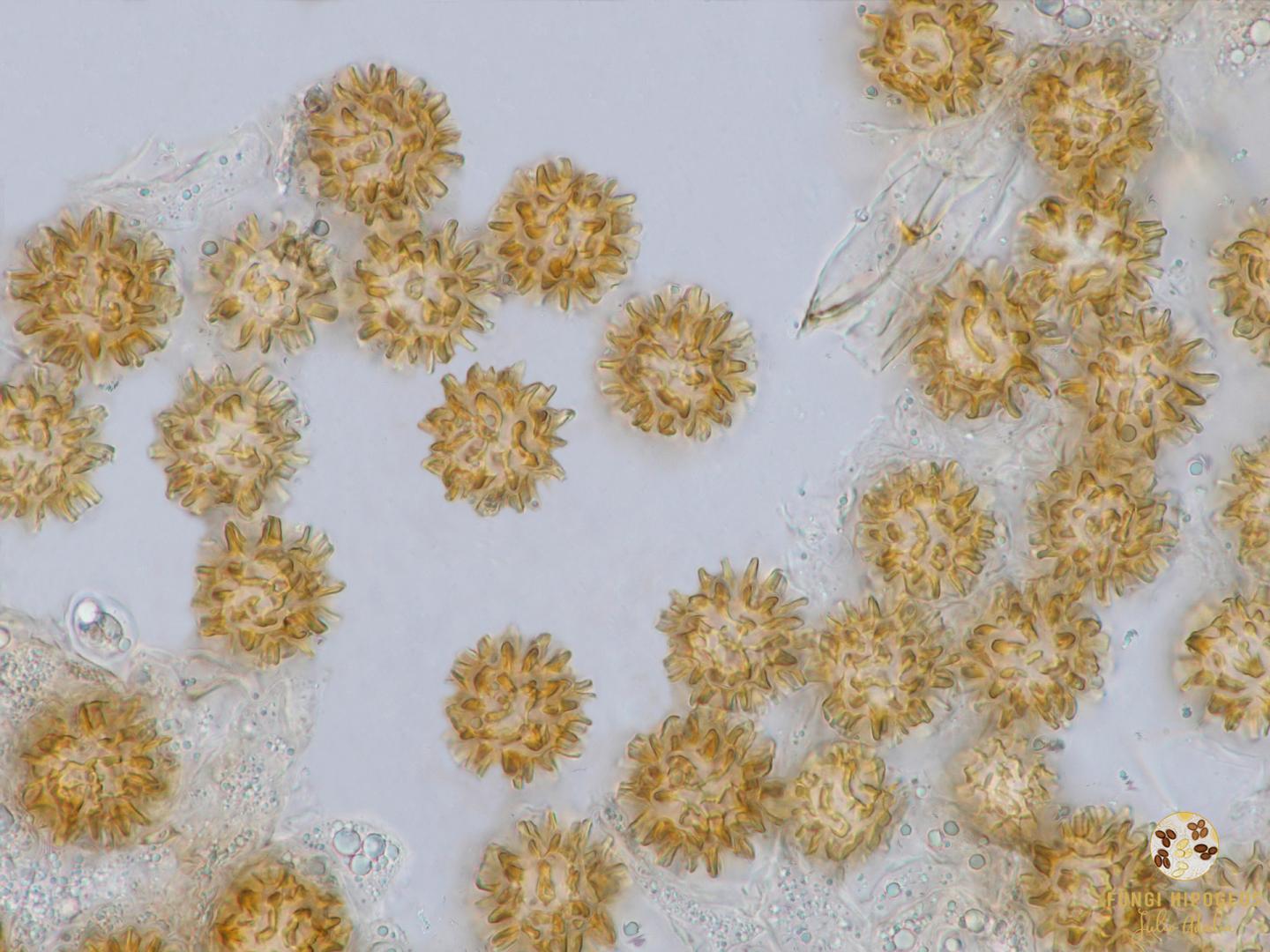 Imagen de portada 850