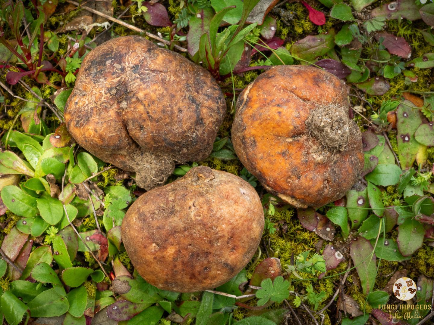 Imagen de portada 871