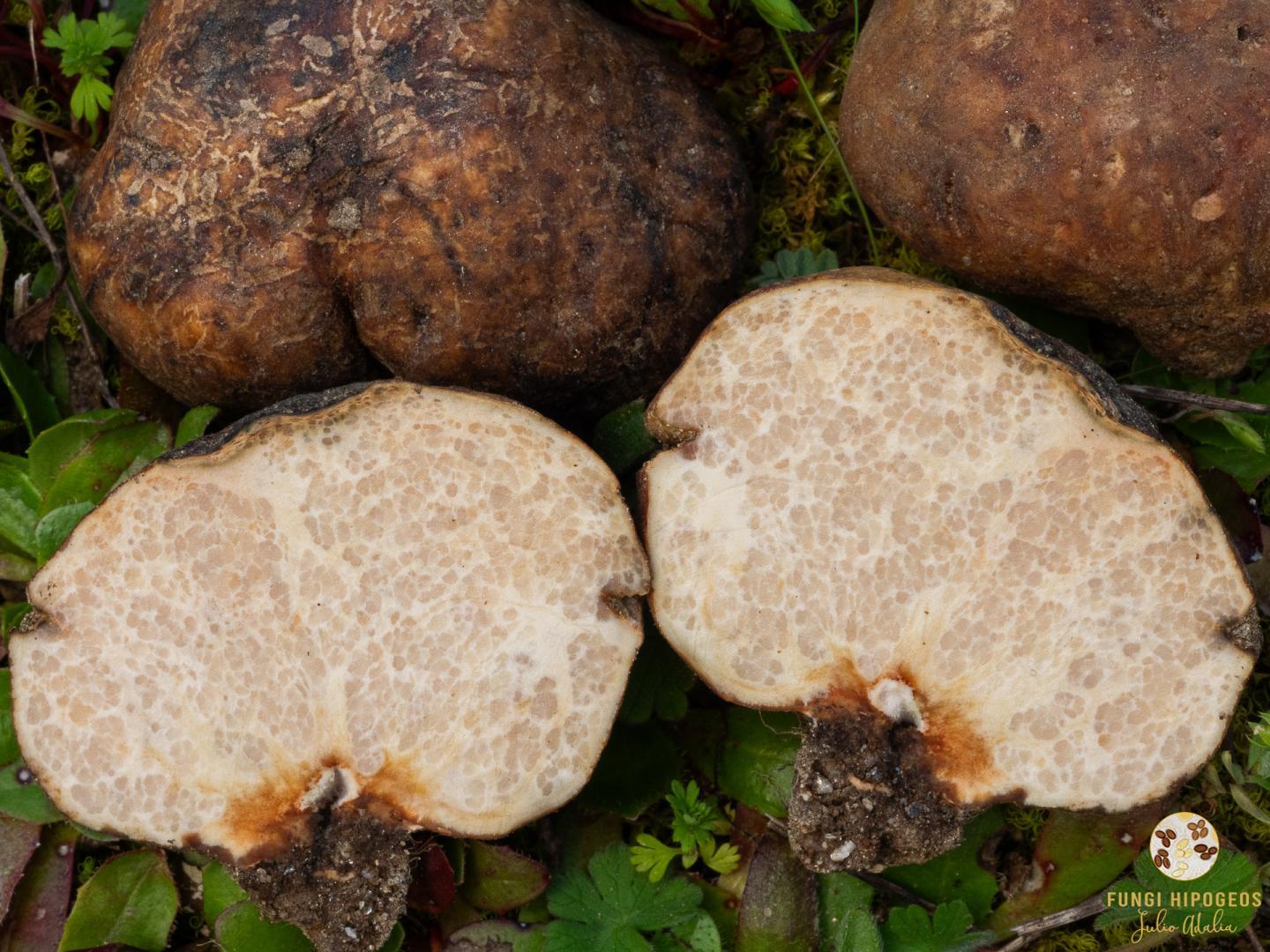 Imagen de portada 872