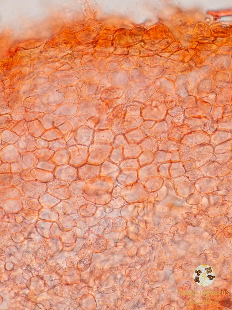 Imagen de portada 874