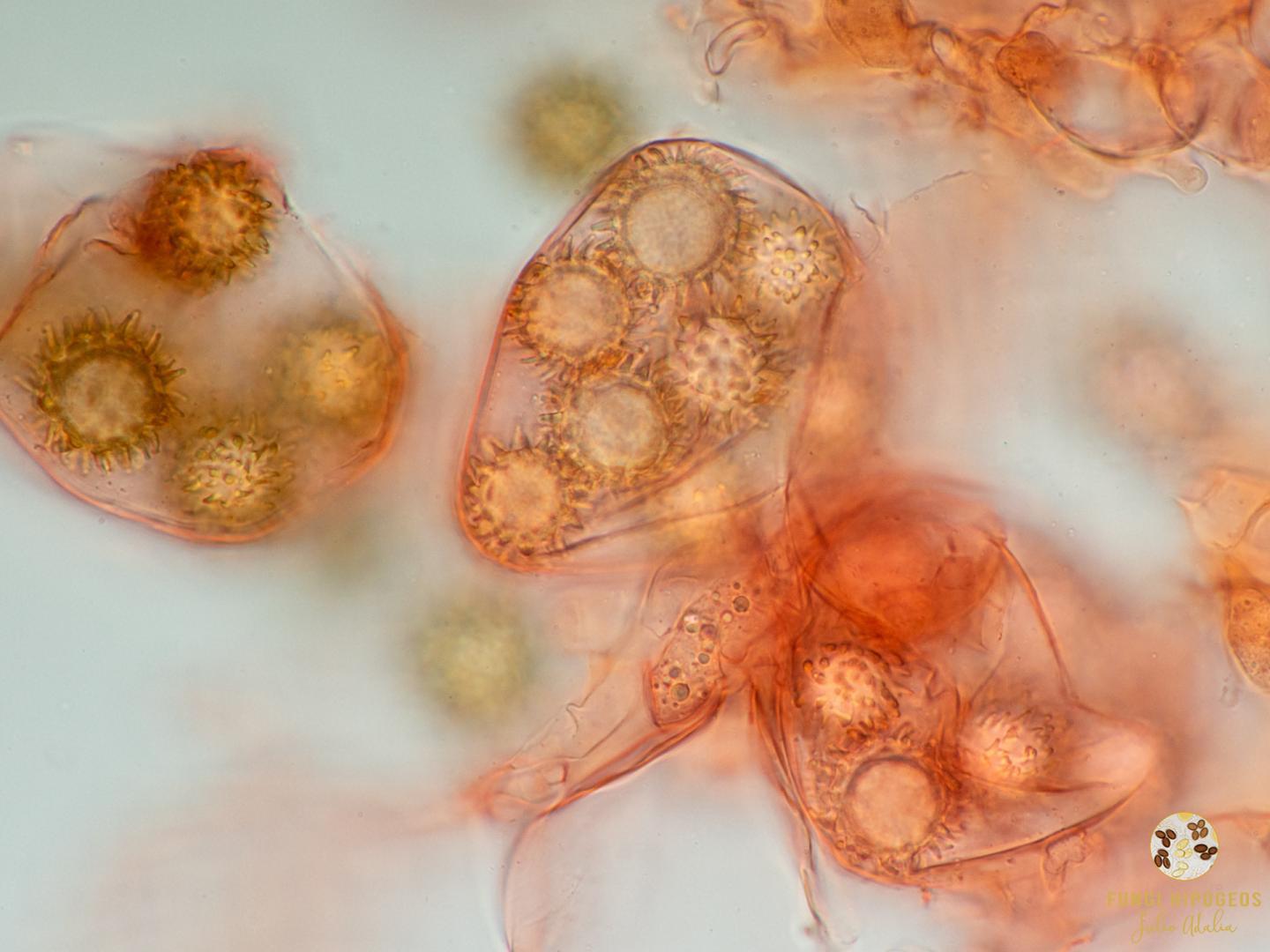 Imagen de portada 875