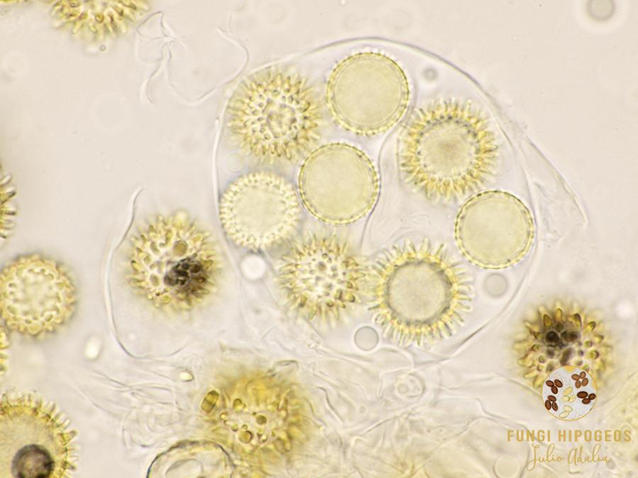 Imagen de portada 876