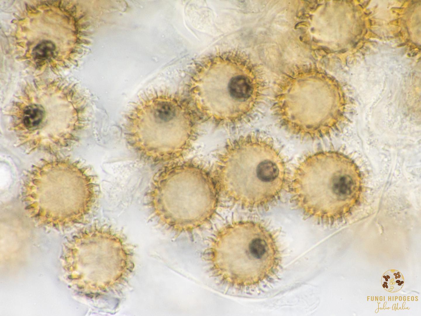 Imagen de portada 877