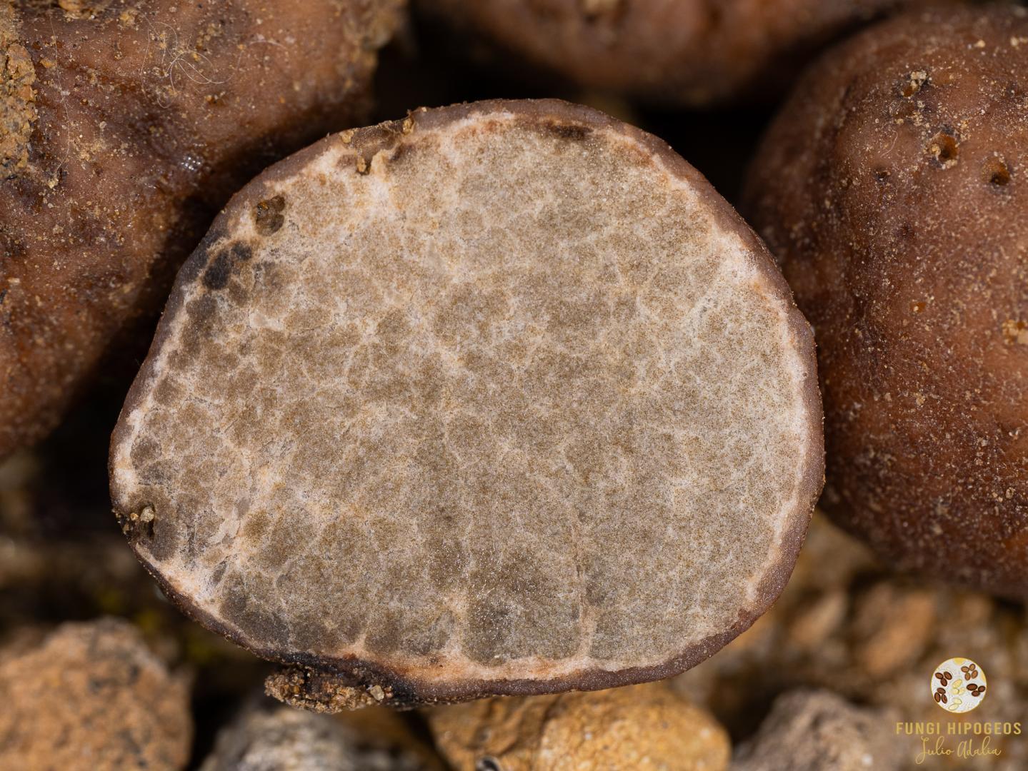 Imagen de portada 881