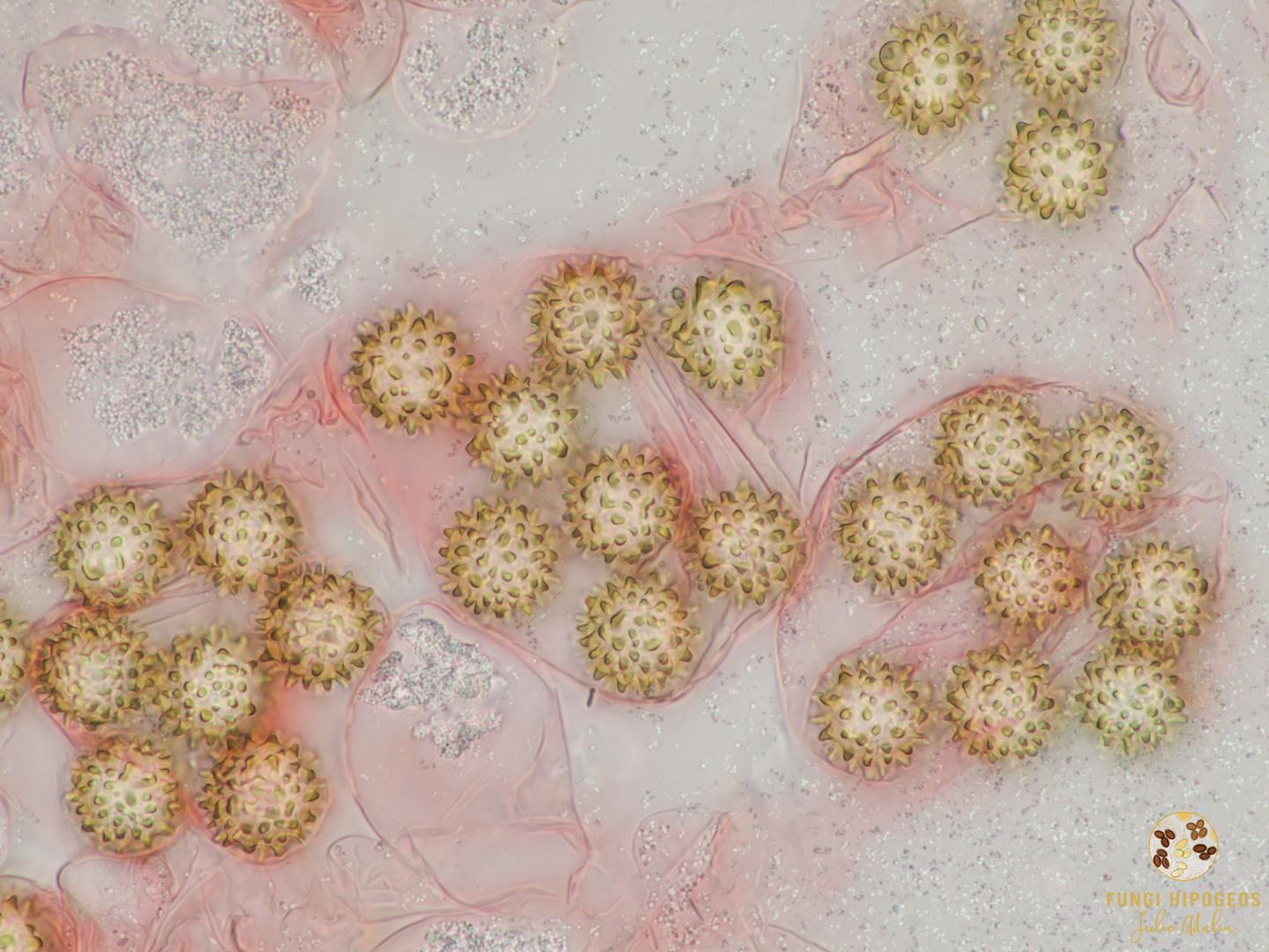 Imagen de portada 884