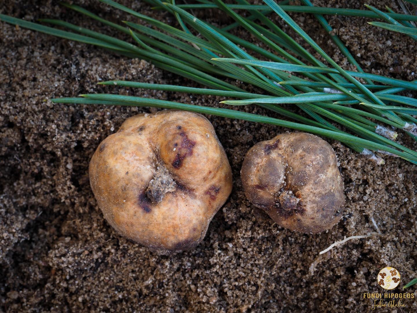 Imagen de portada 889