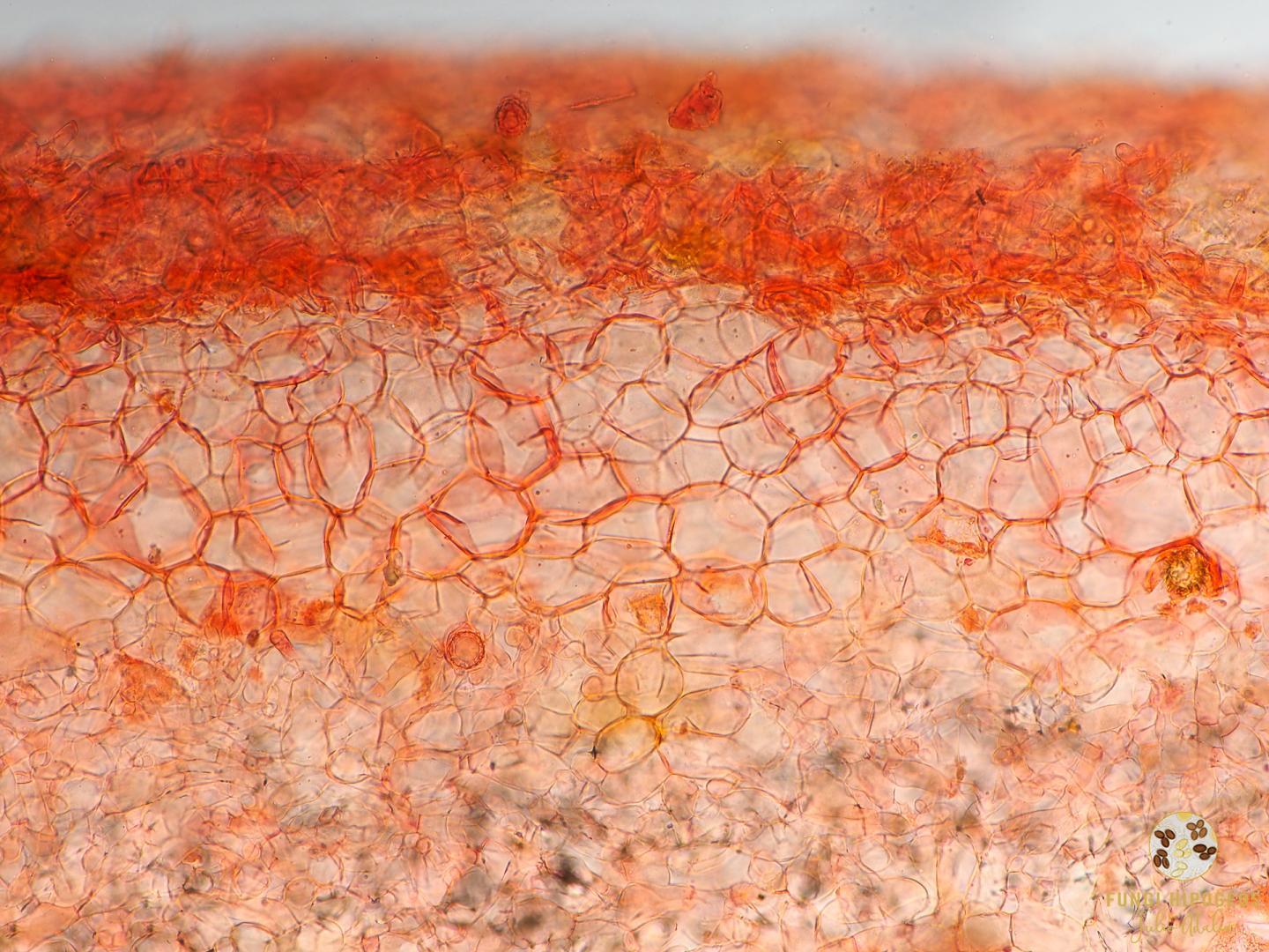 Imagen de portada 891