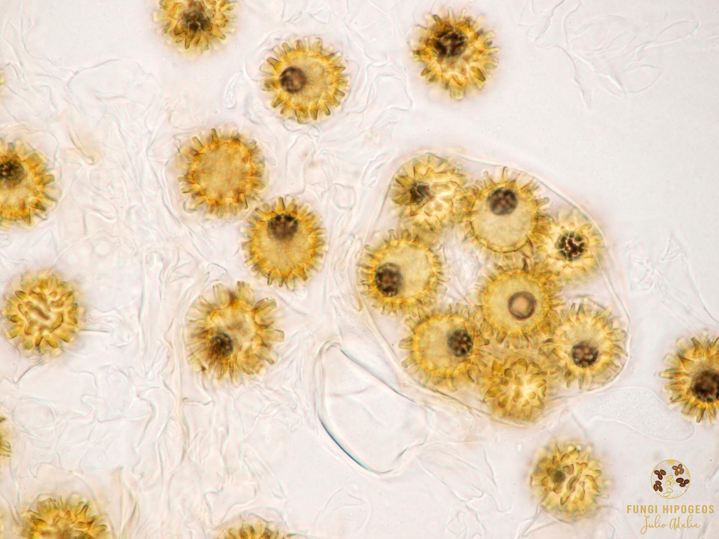 Imagen de portada 893