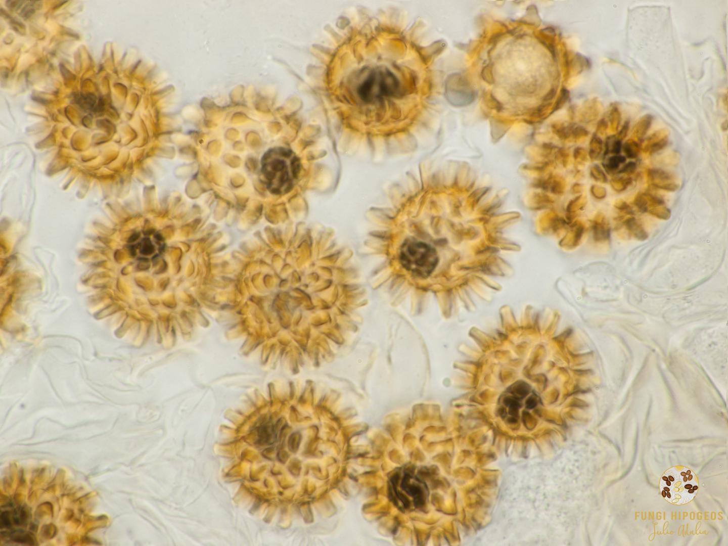 Imagen de portada 894