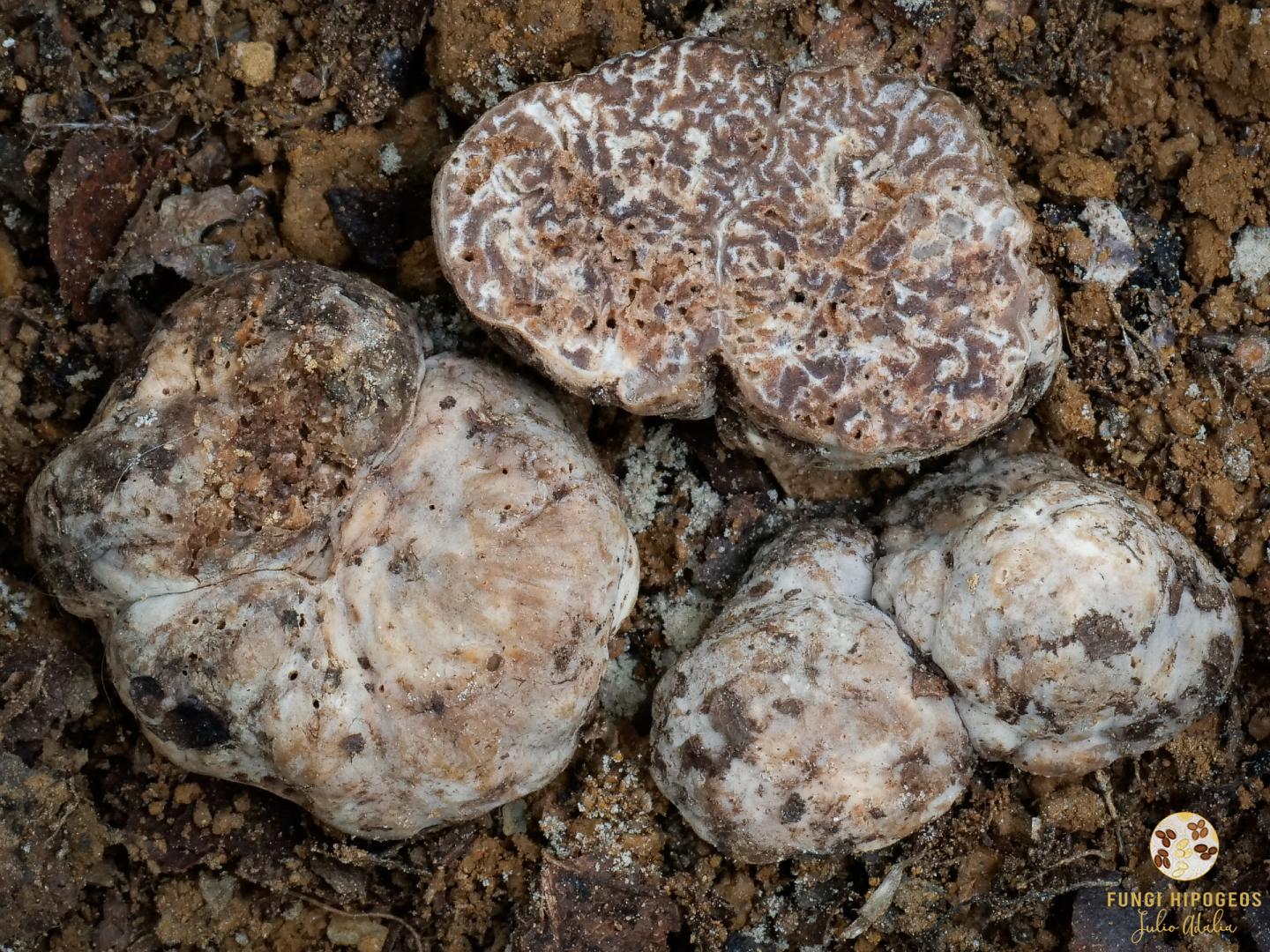 Imagen de portada 710