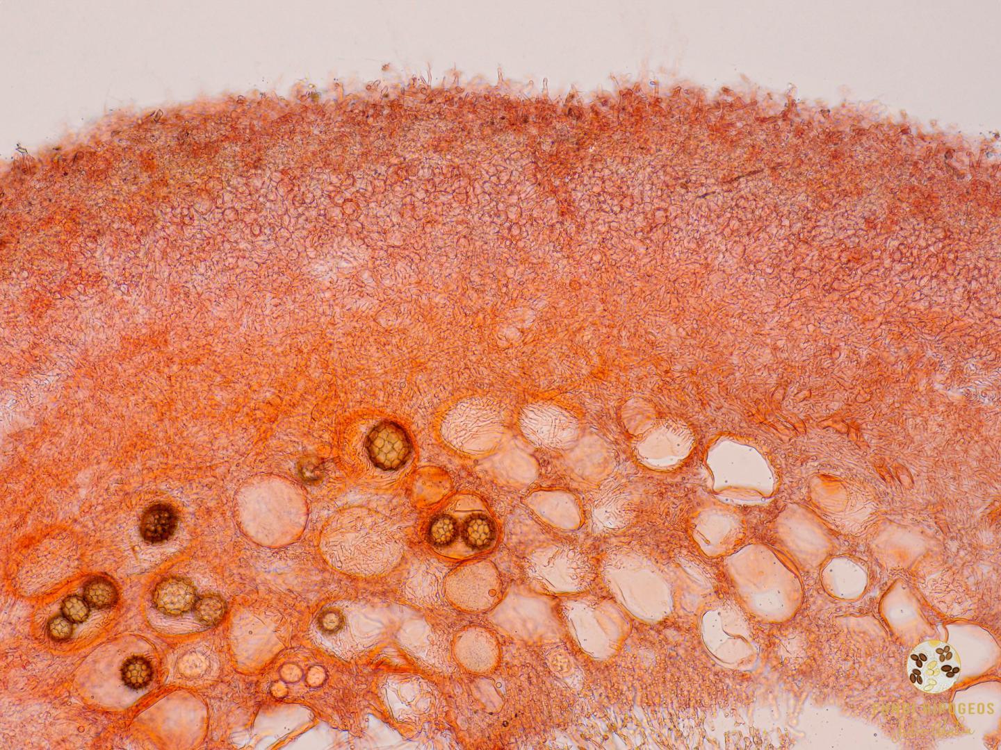 Imagen de portada 711