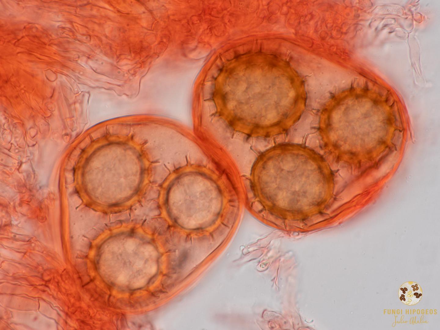 Imagen de portada 713