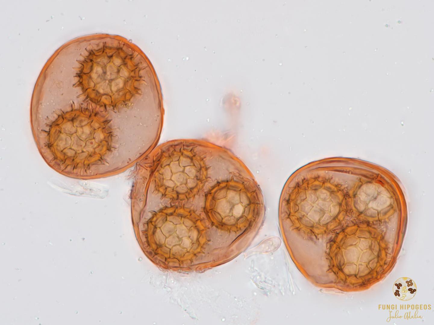 Imagen de portada 714