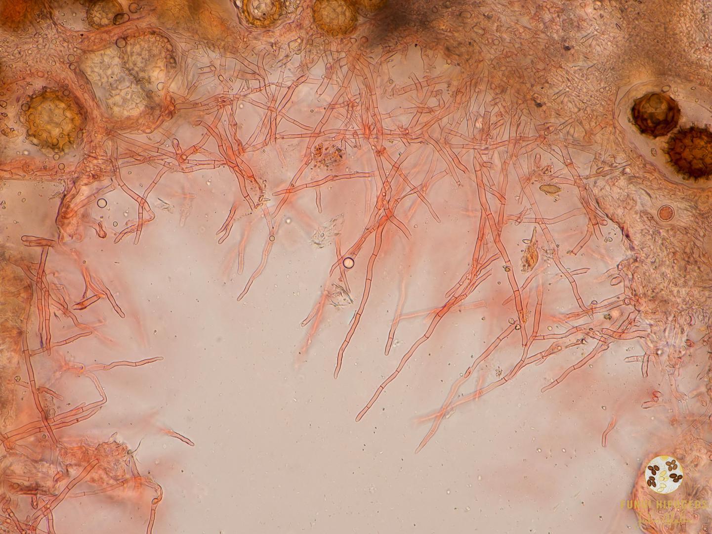 Imagen de portada 715