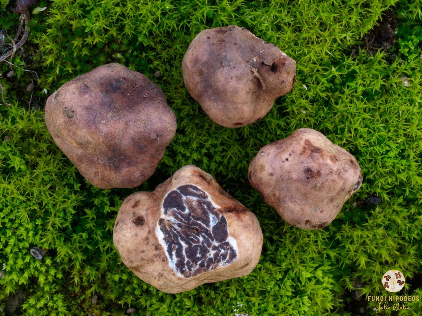 Imagen de portada 718