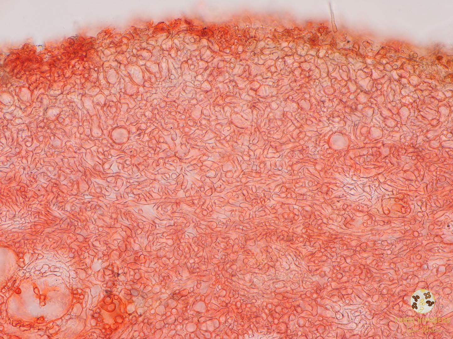 Imagen de portada 721