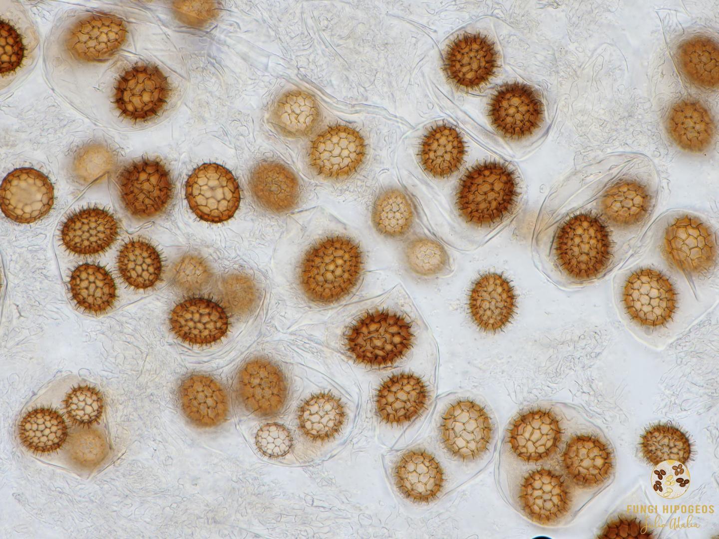 Imagen de portada 722