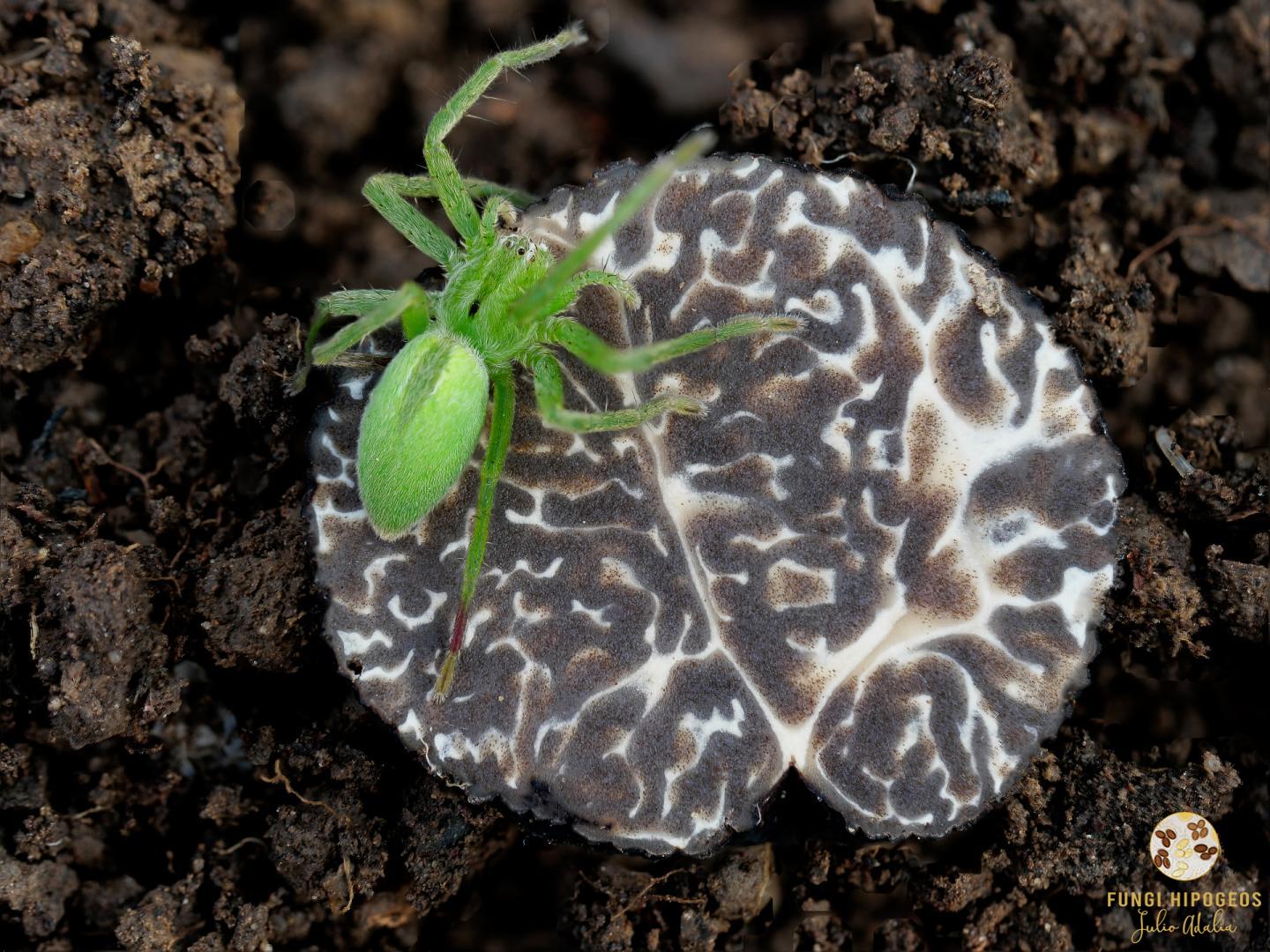 Imagen de portada 652