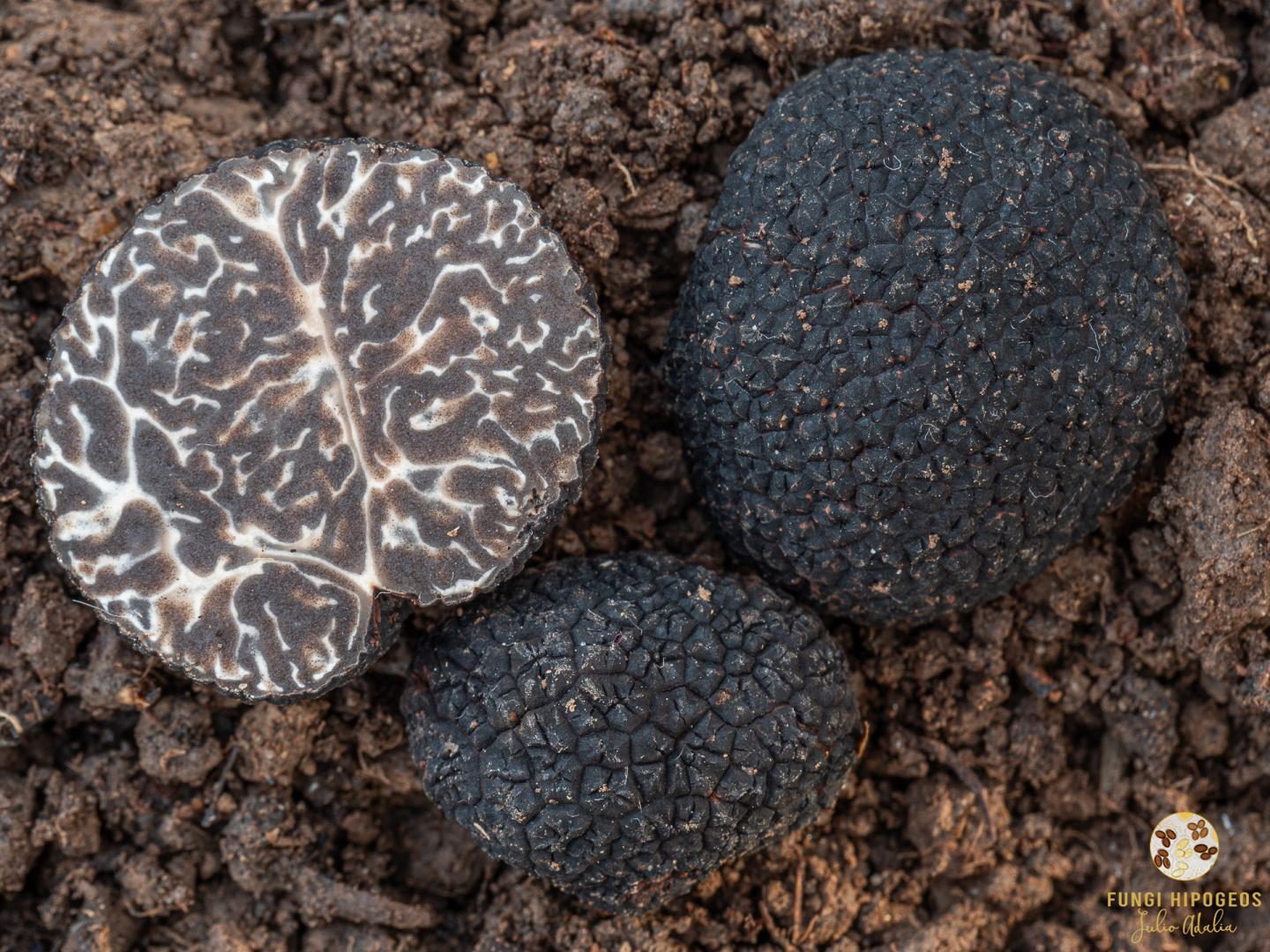 Imagen de portada 653