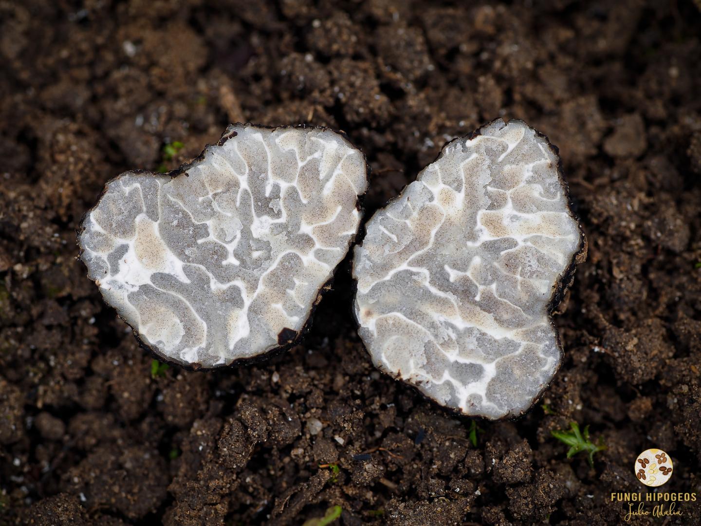 Imagen de portada 654