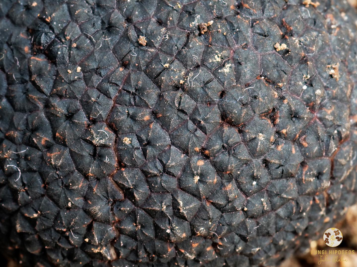 Imagen de portada 655