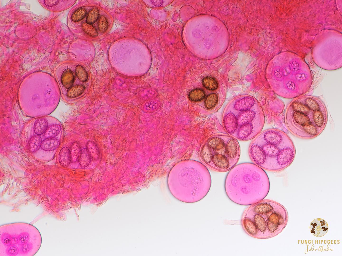 Imagen de portada 656