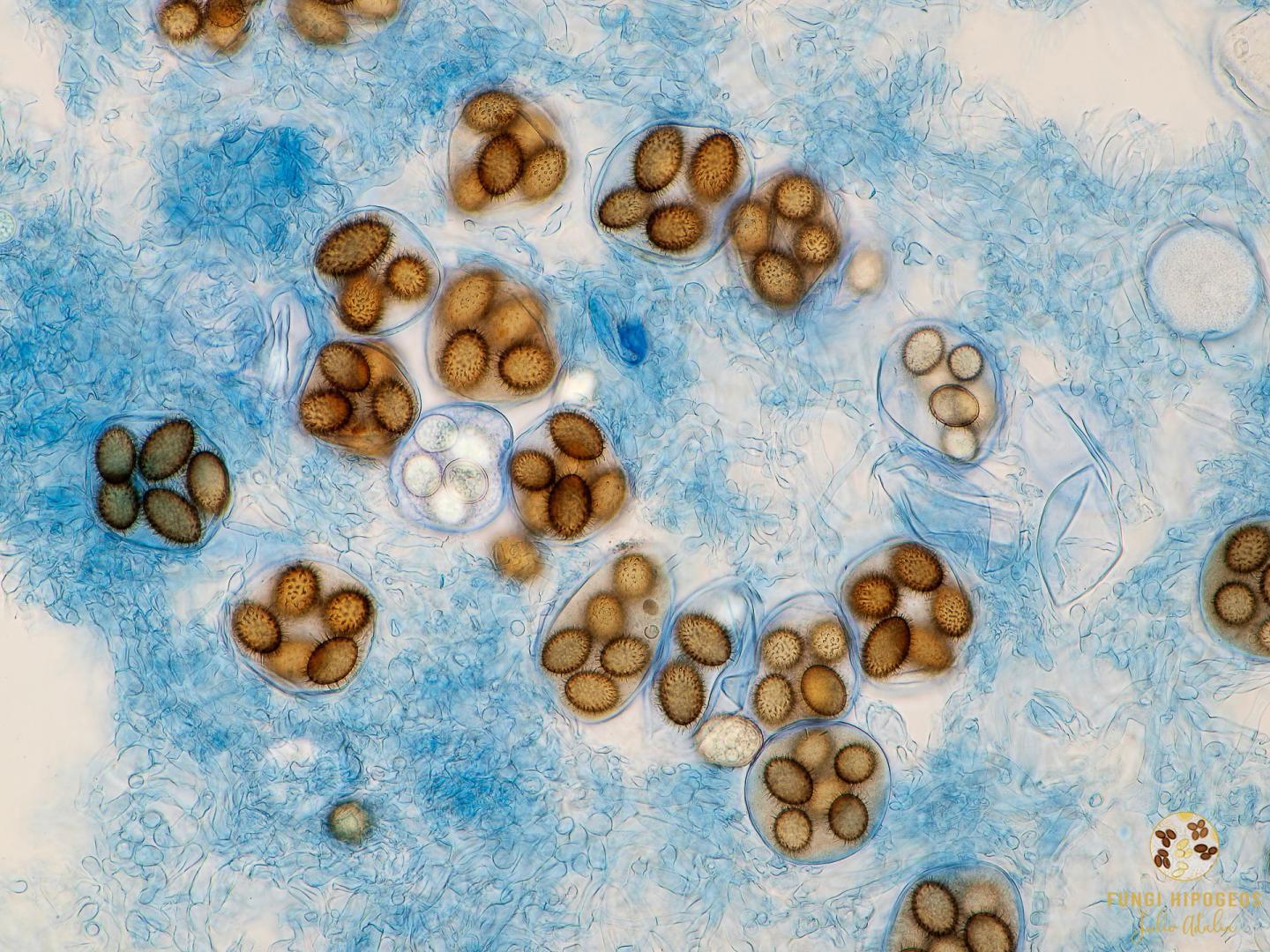 Imagen de portada 658