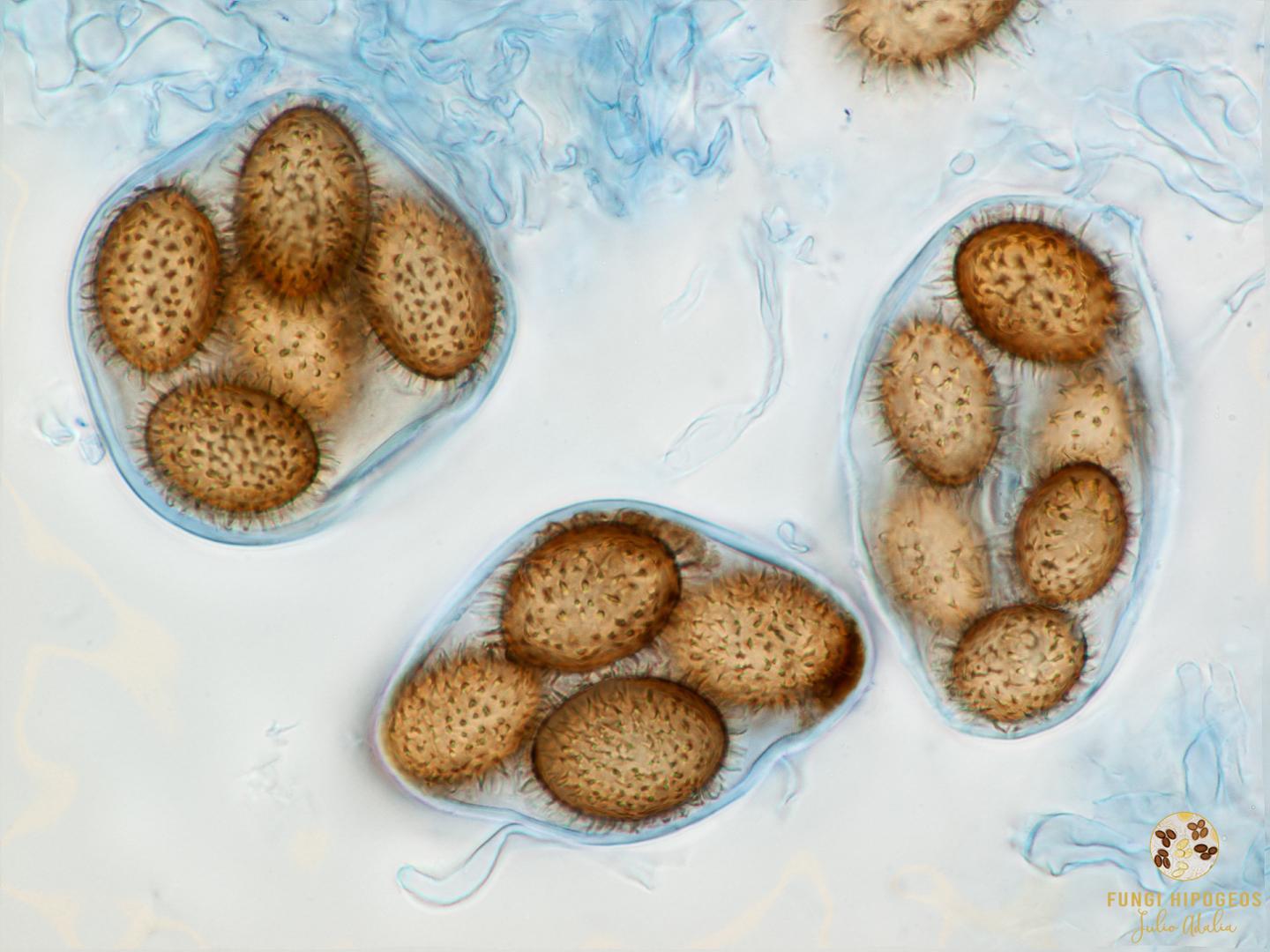 Imagen de portada 659