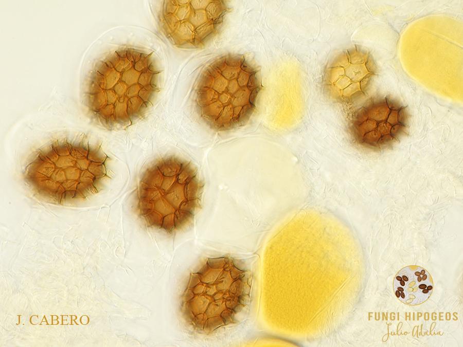 Imagen de portada 728