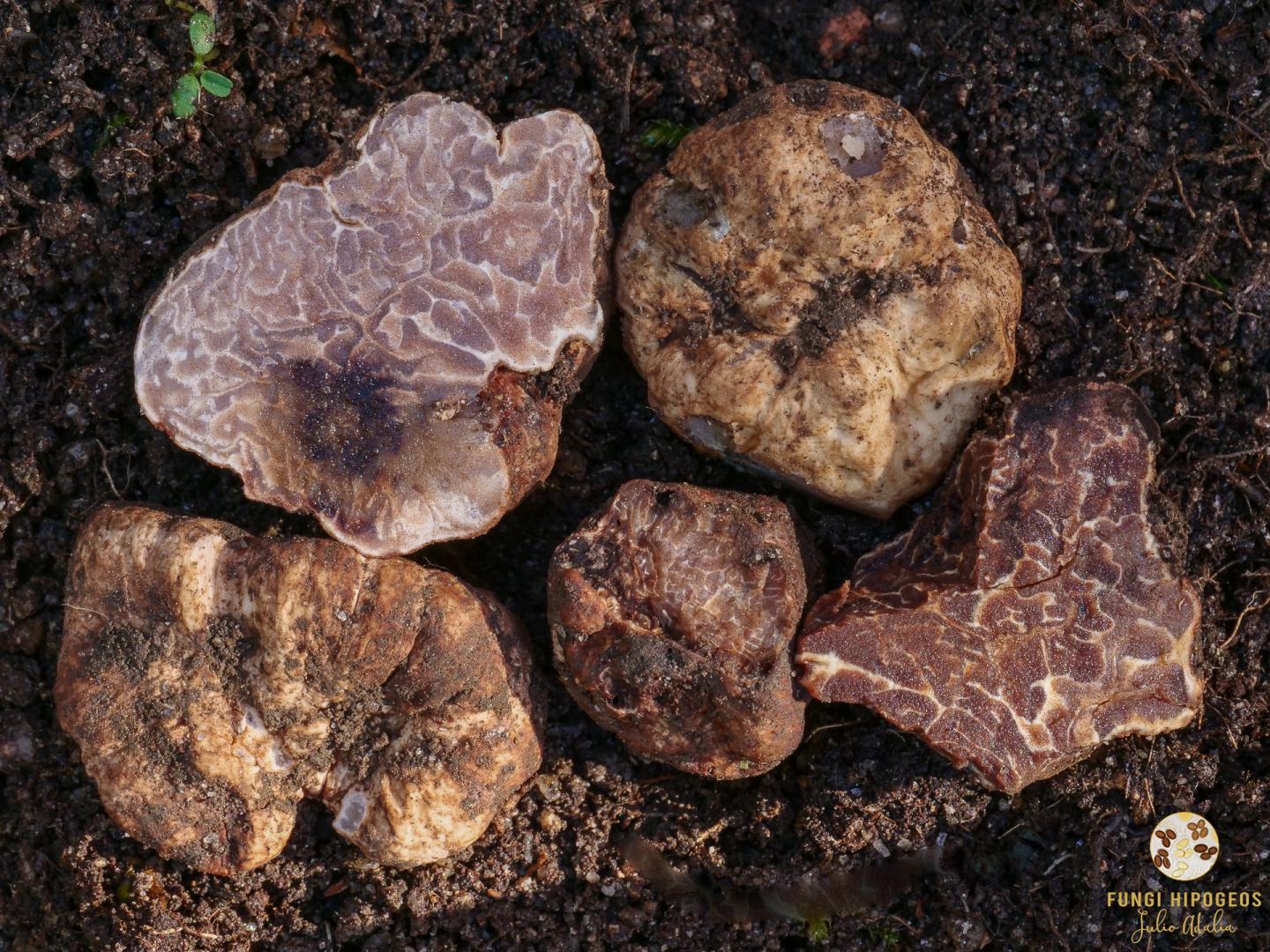 Imagen de portada 662