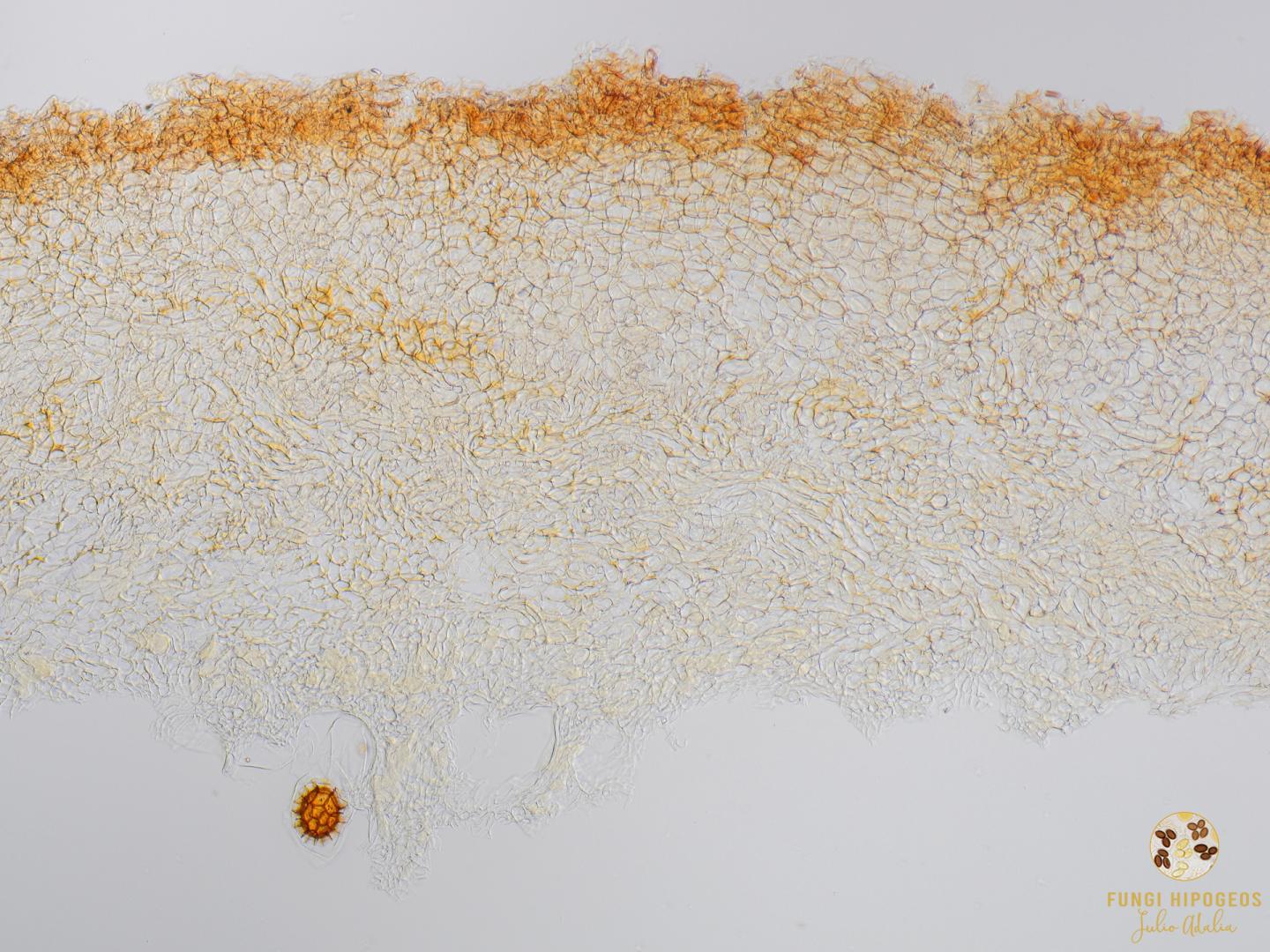 Imagen de portada 663