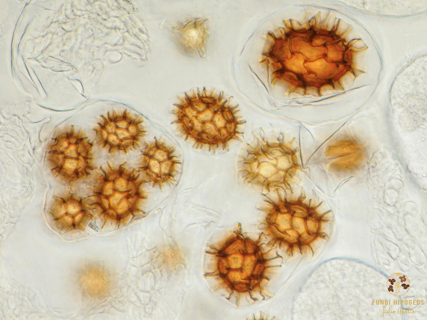 Imagen de portada 664