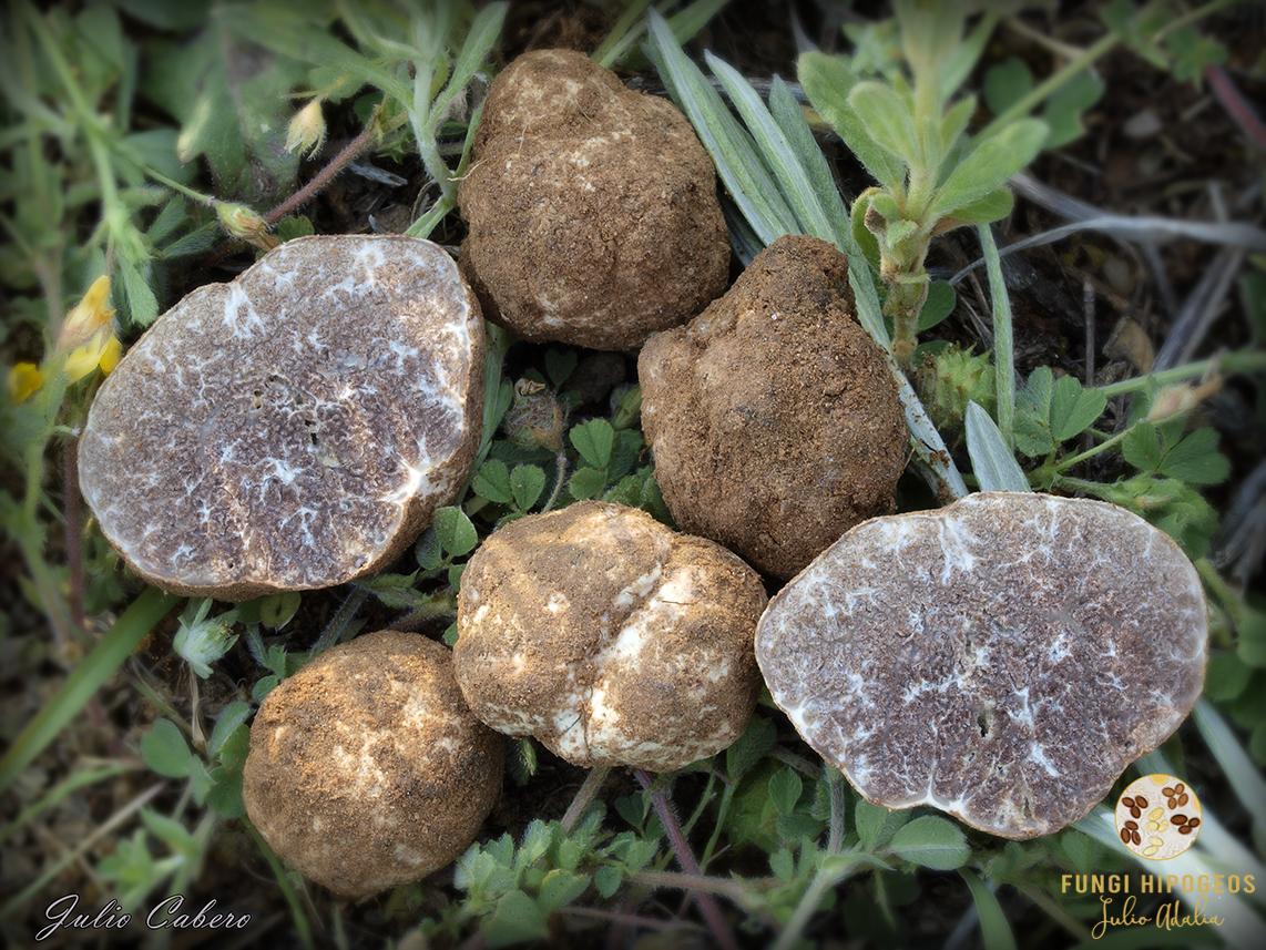 Imagen de portada 732