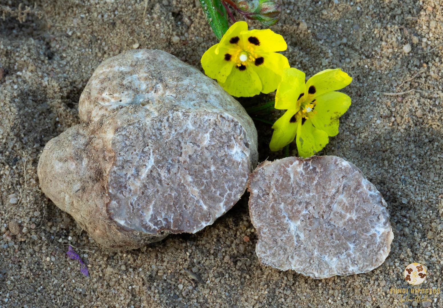 Imagen de portada 733