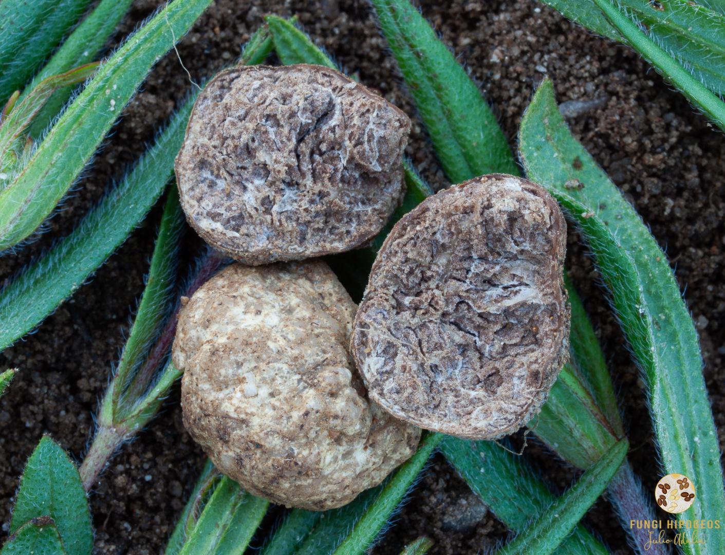 Imagen de portada 734