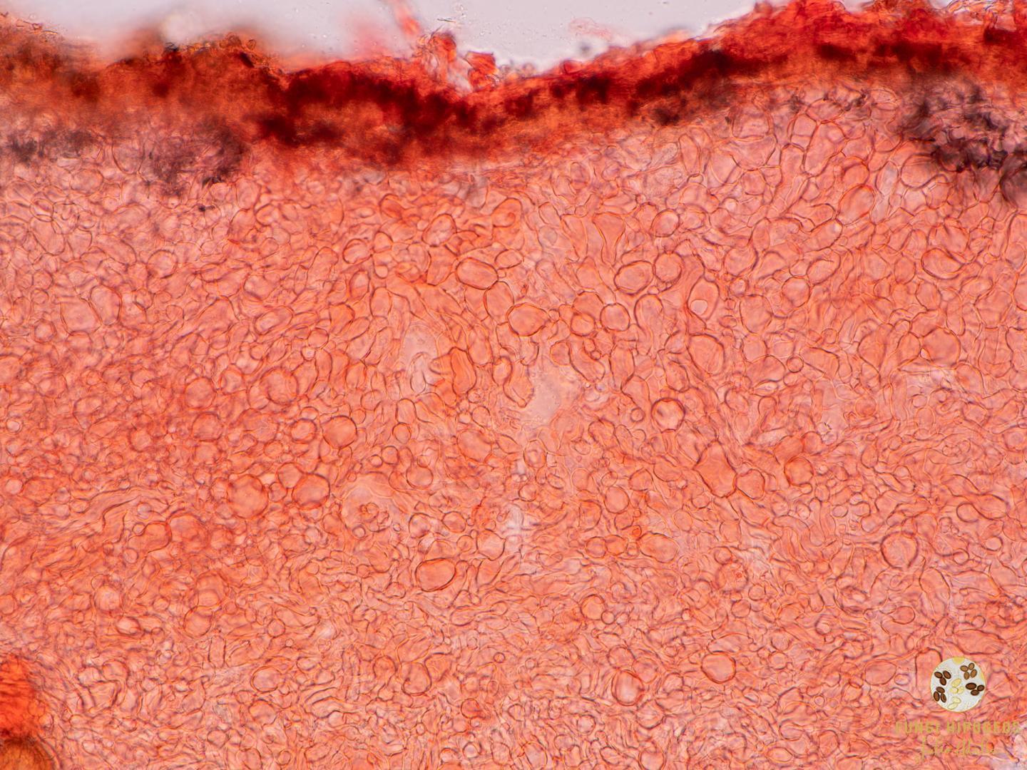 Imagen de portada 736