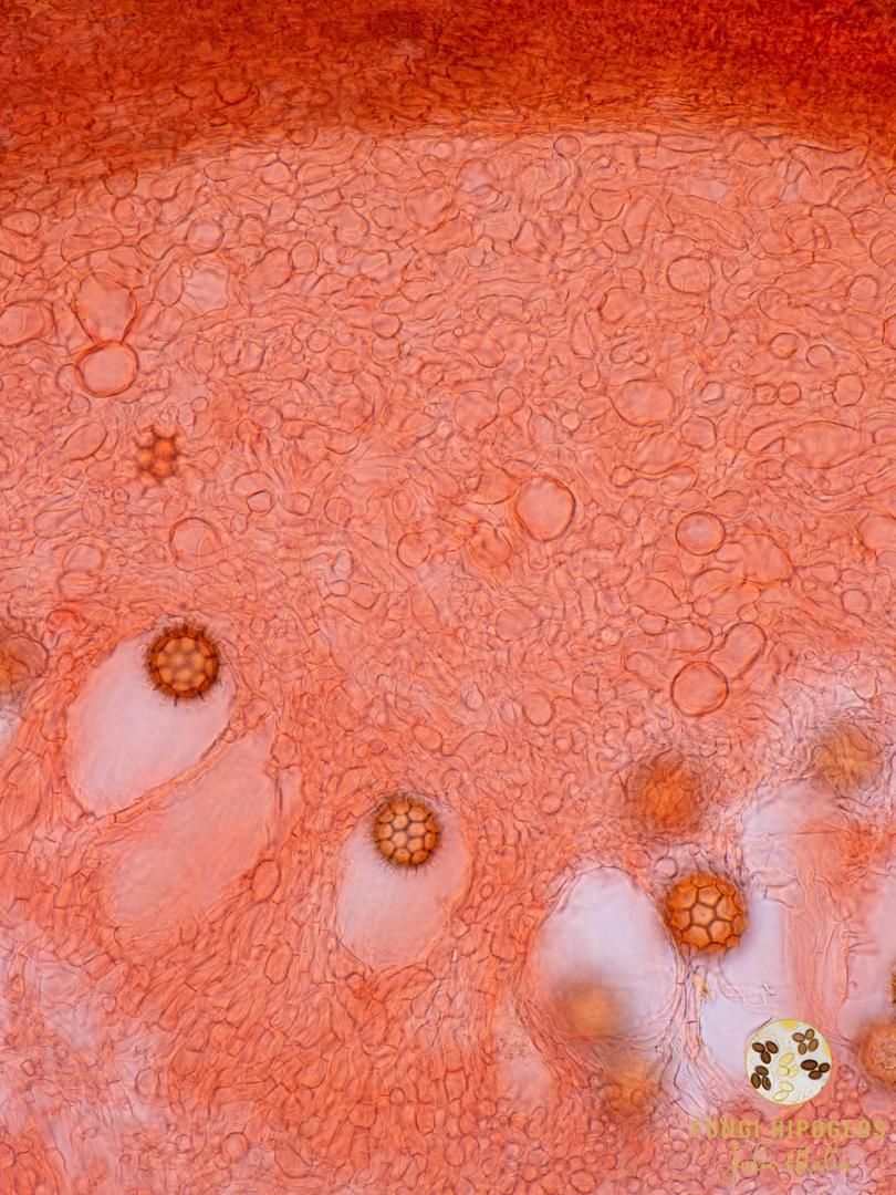 Imagen de portada 737